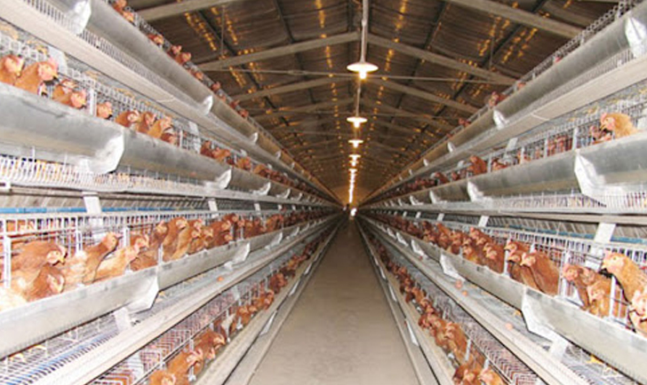 POULTRY EQUIPMENT & SYSTEM INSTALLATION