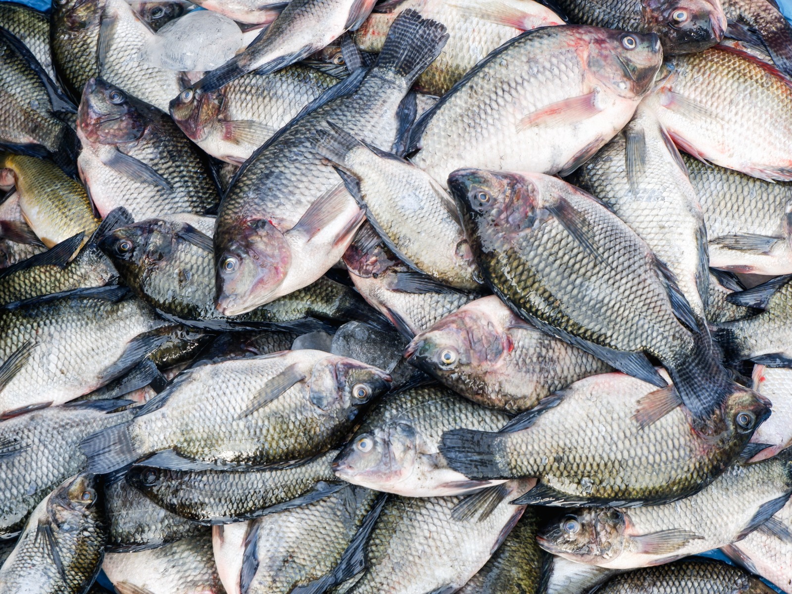 Fish Aquaculture